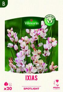Ixias Spotlight (x20)